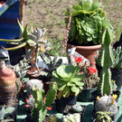 Lebendiges Flohmarkt-Treiben bei strahlendem Sonnenschein