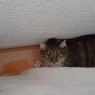 Muschi