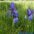 sib_ Iris  1.jpg