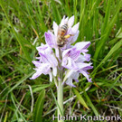 Helmknabenkraut  3.jpg