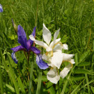 Iris  1.jpg