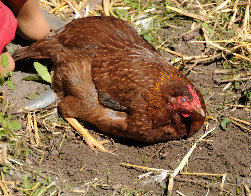 Tierlefest Ho__chst 27-05-17 36.jpg