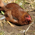 Tierlefest Ho__chst 27-05-17 36.jpg