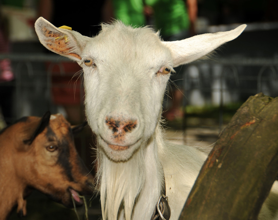 Tierlefest Ho__chst 27-05-17 115.jpg