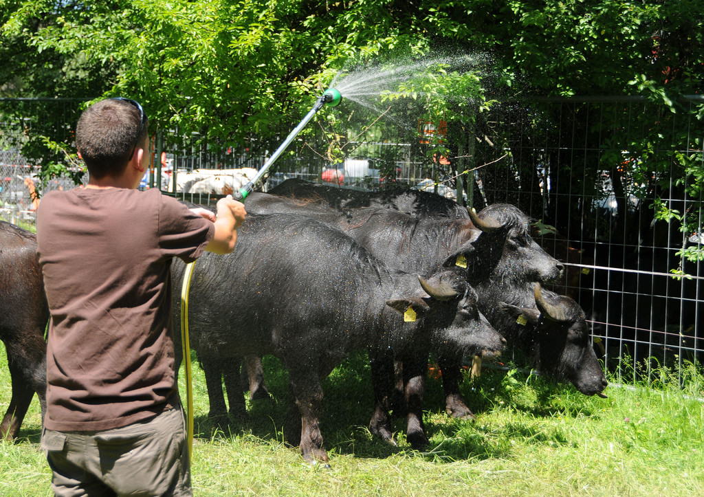 Tierlefest Ho__chst 27-05-17 Wasserbu__ffel 50.jpg