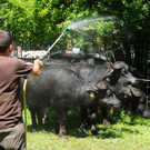 Tierlefest Ho__chst 27-05-17 Wasserbu__ffel 50.jpg