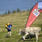 dc1-5qjy28d4y6fainn18v8_original.jpg