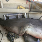 Australia_Leaping_Shark_67464.jpg