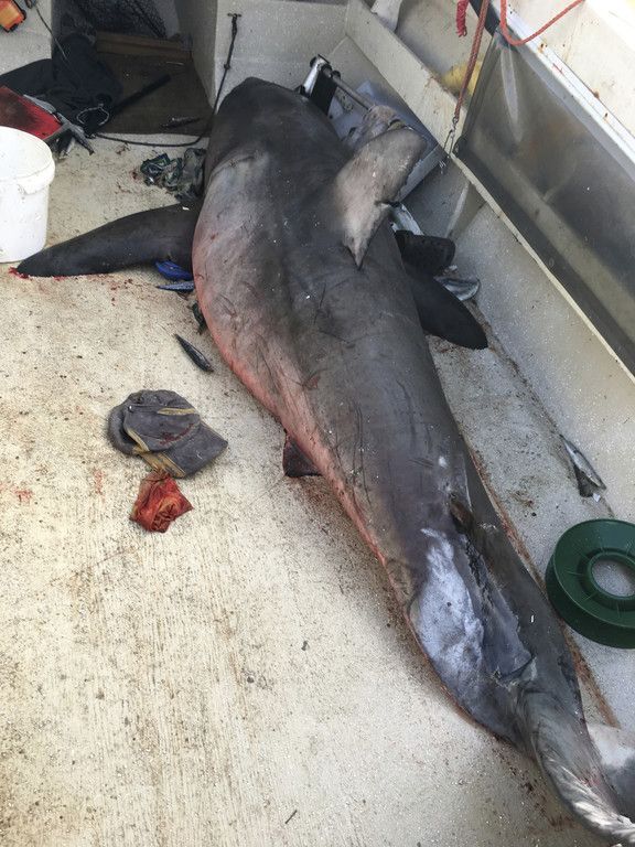 Australia_Leaping_Shark_27603.jpg