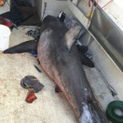 Australia_Leaping_Shark_27603.jpg
