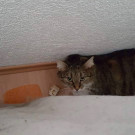 uschi2.jpg