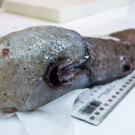 "Fisch ohne Gesicht" ist wieder da