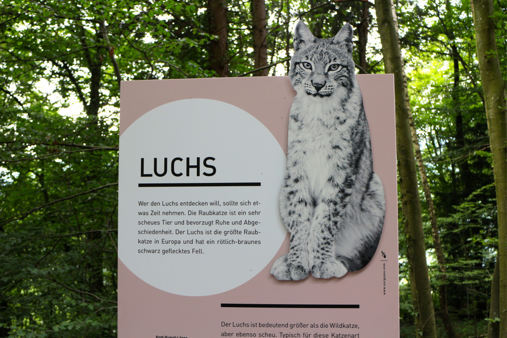 KOE_Wildpark Luchsnachwuchs 1.jpg