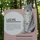 Nachwuchs bei den Luchsen.