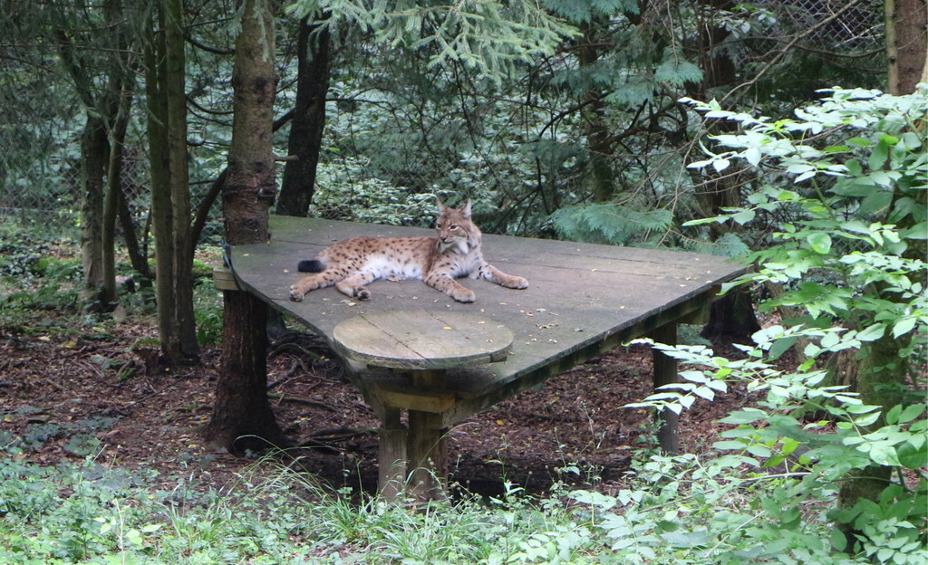 KOE_Wildpark Luchsnachwuchs 2.jpg