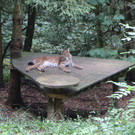 KOE_Wildpark Luchsnachwuchs 2.jpg