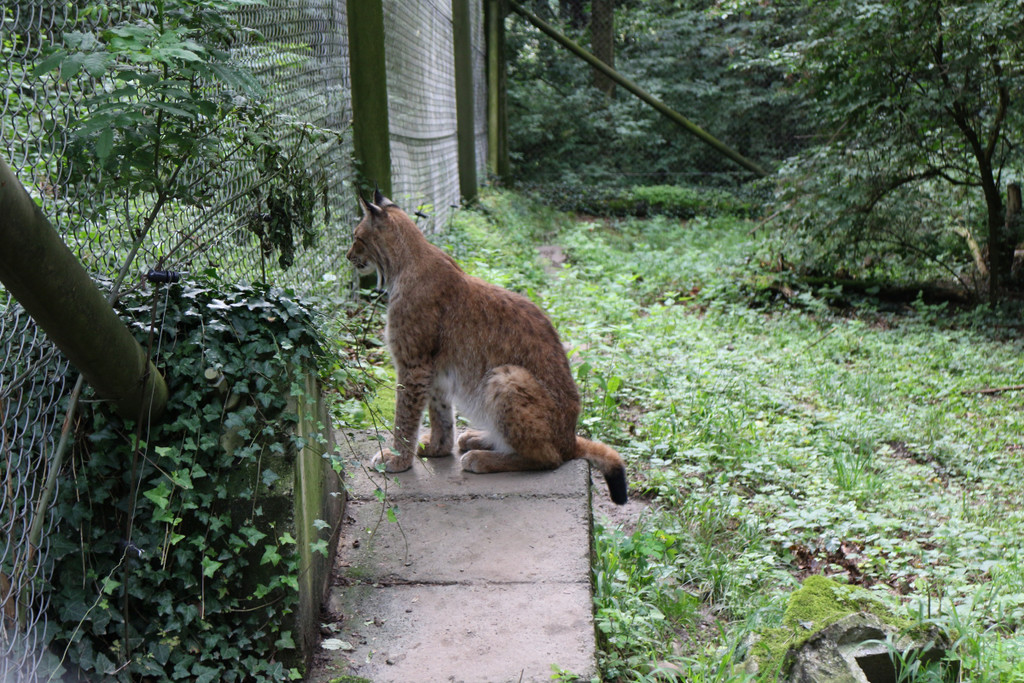 KOE_Wildpark Luchsnachwuchs 3.jpg