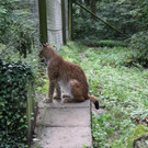 KOE_Wildpark Luchsnachwuchs 3.jpg