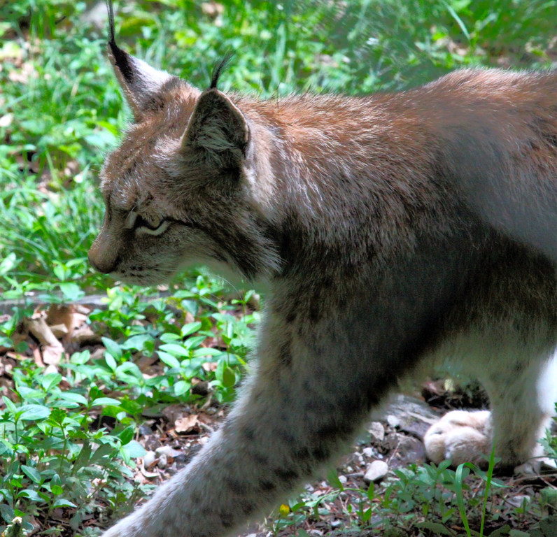 KOE_Wildpark Luchsnachwuchs 5.jpg
