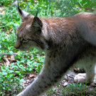 KOE_Wildpark Luchsnachwuchs 5.jpg