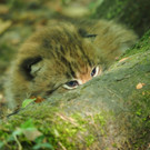 KOE_Wildpark Luchsnachwuchs 6.jpg
