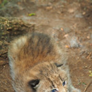 KOE_Wildpark Luchsnachwuchs 7.jpg