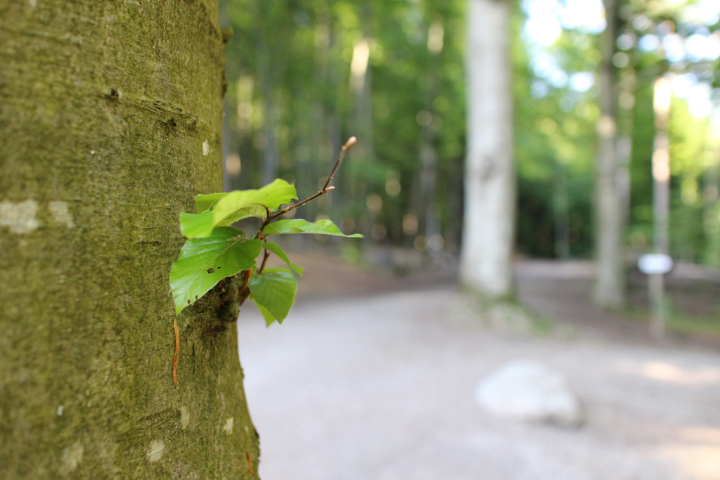 KOE_Wildpark Luchsnachwuchs 11.jpg