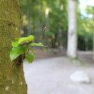 KOE_Wildpark Luchsnachwuchs 11.jpg