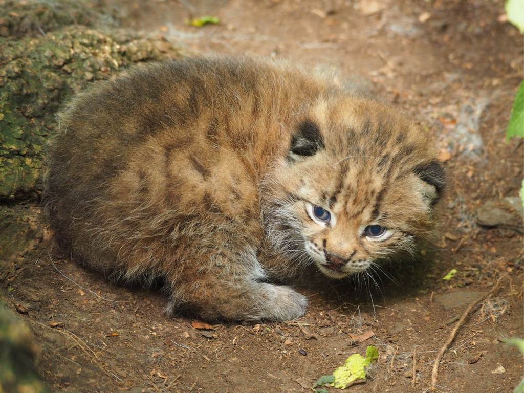 KOE_Wildpark Luchsnachwuchs.jpg