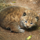 KOE_Wildpark Luchsnachwuchs.jpg