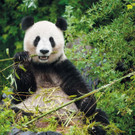 Panda_TGS_Zupanc.jpg