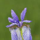 Sibirische Schwertlilie im Koblacher Ried.jpg