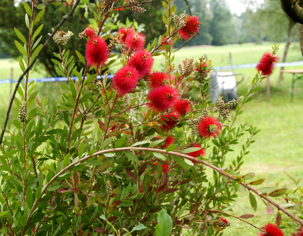 Bl__tenreicher Genuss f__r die Bienen.JPG