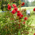 Bl__tenreicher Genuss f__r die Bienen.JPG