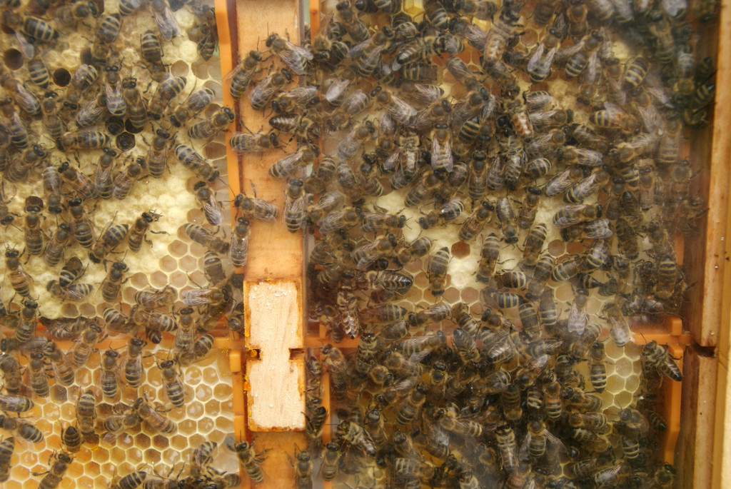 Ein flei__iges Volk - diese Bienen.JPG