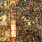 Ein flei__iges Volk - diese Bienen.JPG