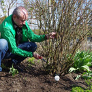 Rosenschnittkurs1_2017_038 _1_.jpg
