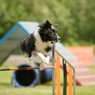 agilityclub_at _7_.jpg