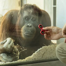 Orang-Utan-Dame Nonja testet Fidget Spinner im Tiergarten Schönbrunn