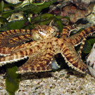 "Schauspielender" Tintenfisch: Mimik-Oktopus im Haus des Meeres