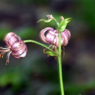 Naturjuwel Koblacher Ried