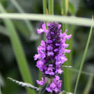 DSC_0097.JPG