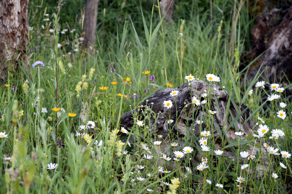 DSC_0109.JPG
