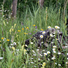 DSC_0109.JPG