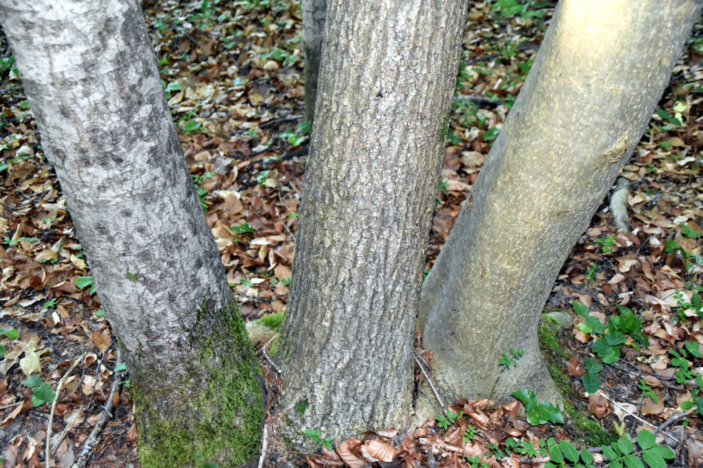 DSC_0972.JPG