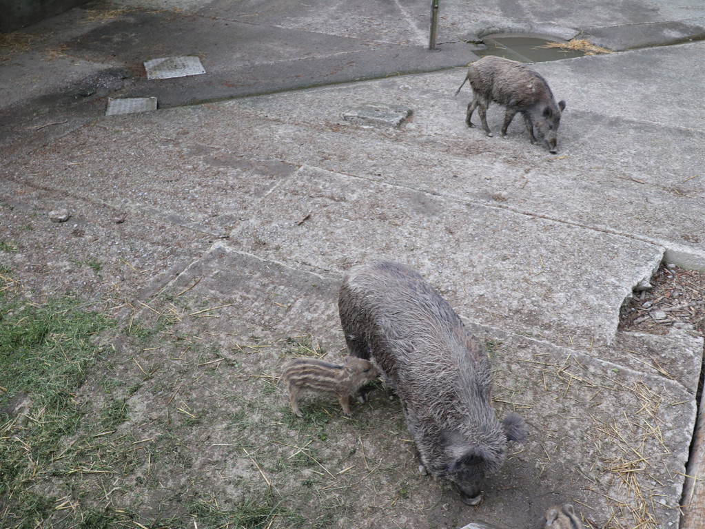 KOE_Wildpark Tierpate Wildschweinmaedchen 3.jpg