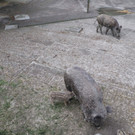KOE_Wildpark Tierpate Wildschweinmaedchen 3.jpg