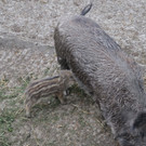 KOE_Wildpark Tierpate Wildschweinmaedchen 4.jpg