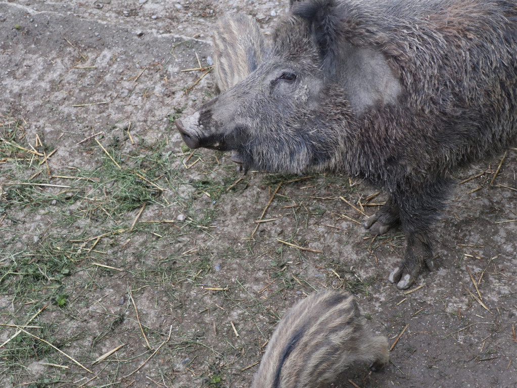 KOE_Wildpark Tierpate Wildschweinmaedchen 5.jpg