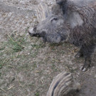 KOE_Wildpark Tierpate Wildschweinmaedchen 5.jpg